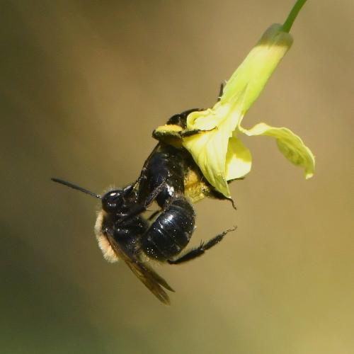 Andrena sp.